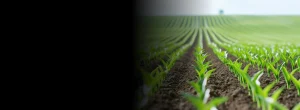 Are Yellow Phosphorus Buyers Facing More Than a Temporary Cost Spike?